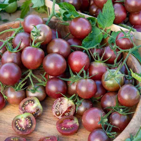Potagères - Tomate Black Cherry - face recto